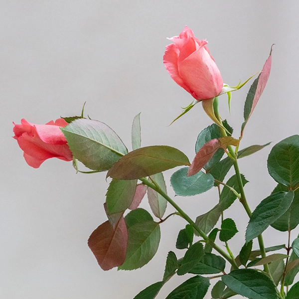 品種名COMING SOON